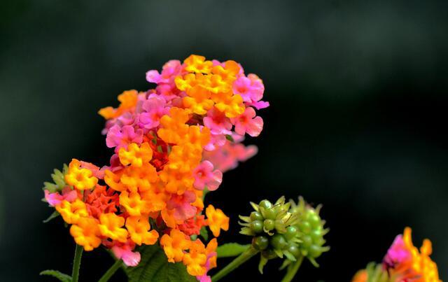 室内有毒植物图片大全:农村常见有毒植物大全黄色 滴水观音，整株皆有毒，室内盆栽要如何管理呢？