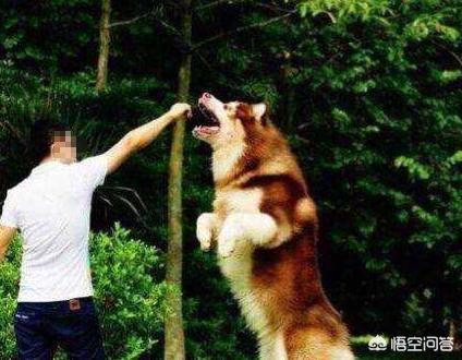 吻别狗狗险毁容:不喜欢小区里被狗骚扰，投毒会被判刑吗？