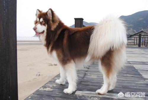 东台市阿拉斯加克利凯犬视频选犬:最近想要养狗，阿拉斯加和哈士奇养哪个？