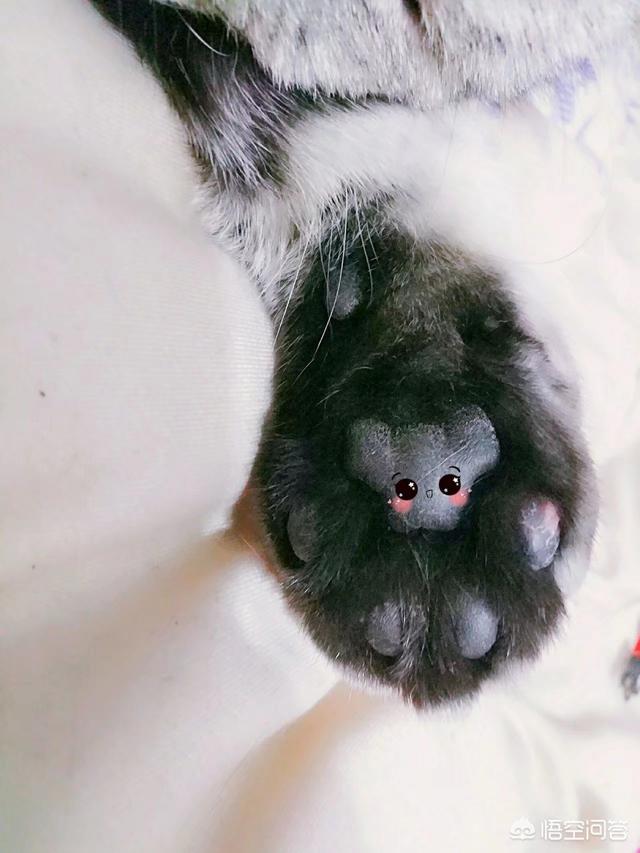 猫指甲套对猫的危害是什么:如果猫剪了指甲，对猫有什么影响？