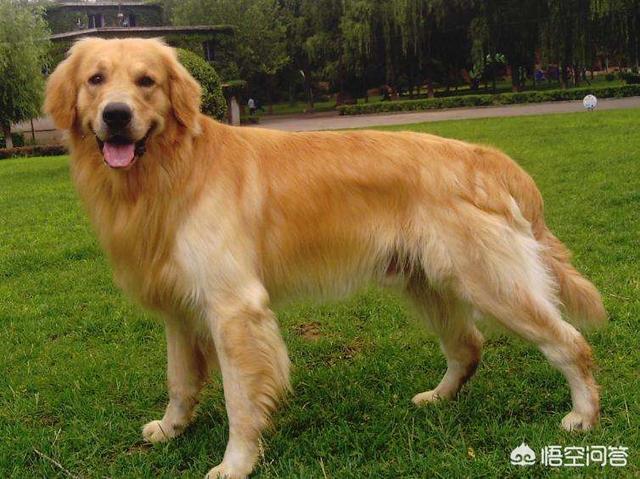 北京买金毛的犬舍:网上买金毛靠谱吗，还是到宠物店买？
