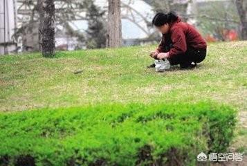 街上挖的野菜到底能不能吃？