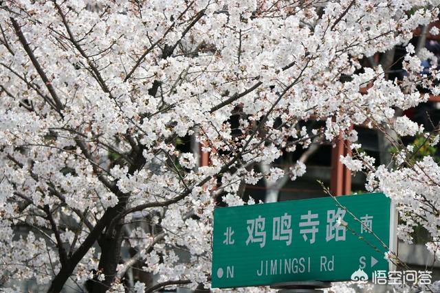 南京搓手猫:南京鸡鸣寺旅行，樱花树上有一只猫，猫怎么想？人怎么看？