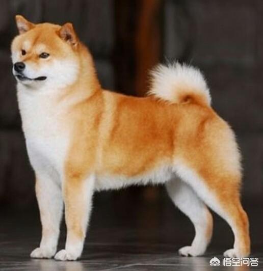中国冠毛犬图片:哪些品种的狗狗是中国狗？