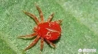 绿宝树 蚜虫:怎么防治果树的蚜虫、红蜘蛛？