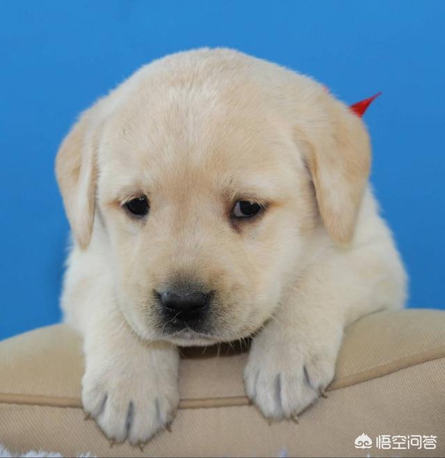 格陵兰犬生仔:格林兰岛旅游攻略有什么？
