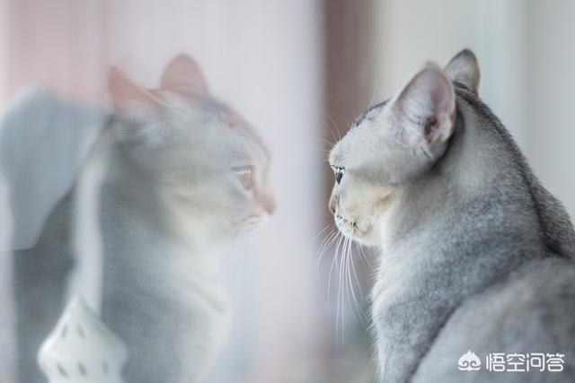 野猫驯养法动漫:为什么人类几千年了都没驯化猫？