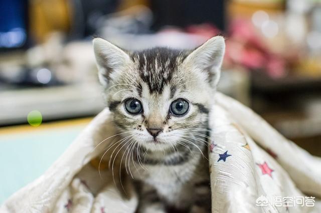 野猫驯养法动漫:为什么人类几千年了都没驯化猫？