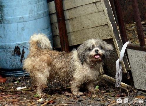 导肓犬小qip电影儿童版:建议全国的公交车普及导盲犬可以坐公交车的知识可以吗？