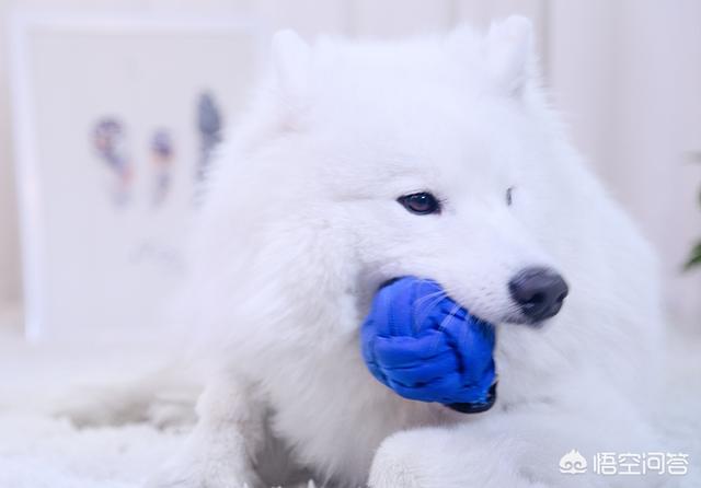 缉毒犬偷吃薯条:如何在遛狗时让狗狗不乱捡东西吃？