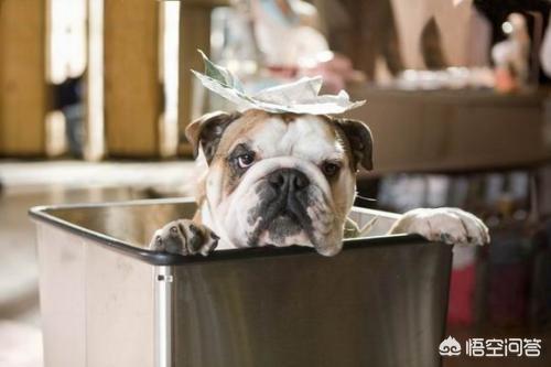 保安遭恶犬攻击视频:如何看待小区保安驱逐流浪狗，用铁锹残忍将其拍死？