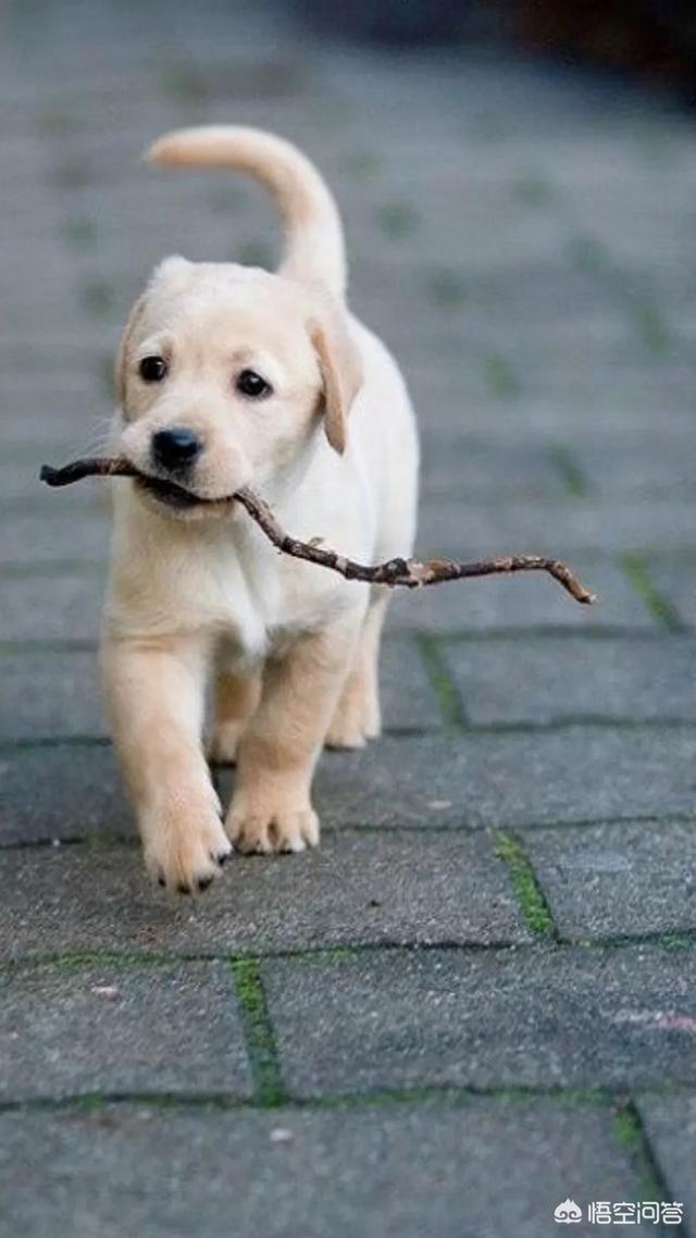 萨摩犬佝偻病症状:萨摩耶犬有什么易犯疾病？