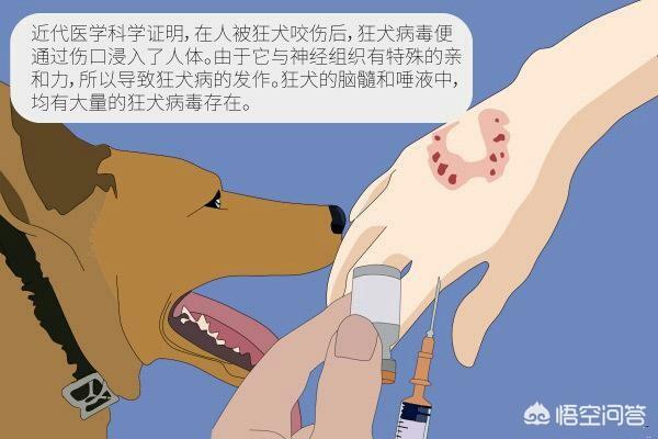 狂犬与蛮娇小说下载:狗狗看见一个人忽然大声狂叫并且害怕地逃跑，这是什么情况？