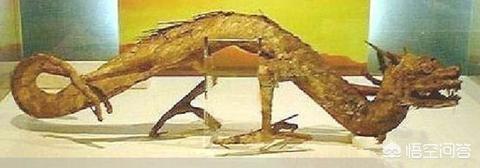 真实拍到的龙，日本人的瑞龙寺珍藏的真龙标本是真的吗