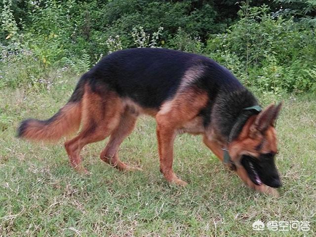 白色瑞士牧羊犬公母区别:你觉得白色瑞士牧羊犬智商排第几位？