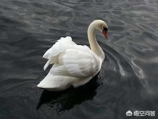 心浮气躁怎么办(心不静烦躁怎么办)