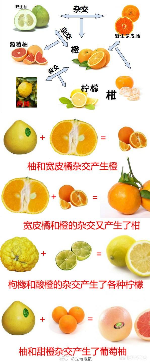 头条问答 有什么水果是杂交出来的呢 怡庭农业的回答 0赞