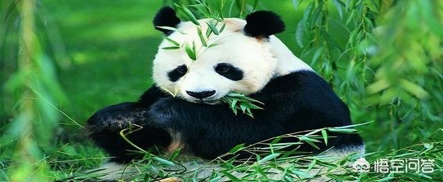 大熊猫咬人吗:熊猫没有攻击力，为什么没有灭绝？