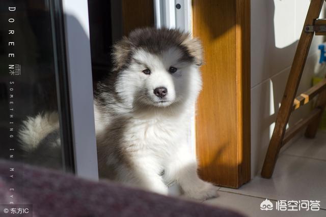 雪橇三傻的传奇:如果在雪橇三傻中选一个做警犬，哪个合适？