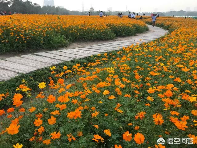 广州芳村花鸟鱼虫市场黑历史:广州有哪些非常值得一去的地方？