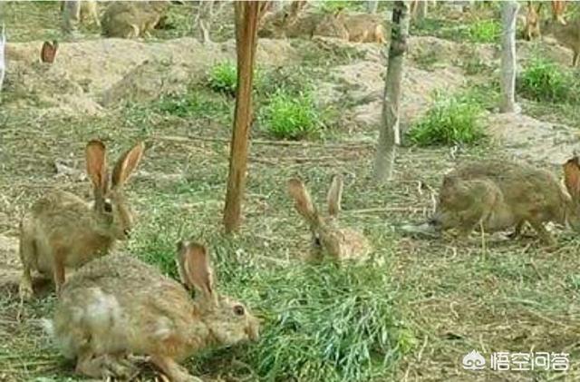 野兔养殖:农村养殖野兔有前景吗？如何养？