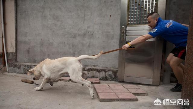 职业牵犬师纪录片:大妈遛狗不牵绳，两条狗被城管捉走，趴地上撒泼打滚，怎么回事？