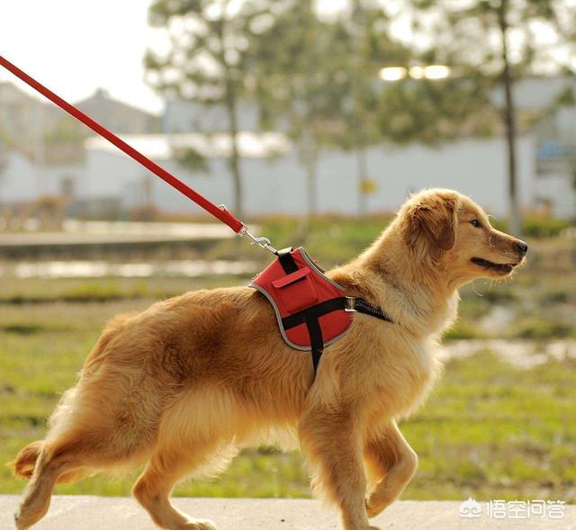 职业牵犬师纪录片:大妈遛狗不牵绳，两条狗被城管捉走，趴地上撒泼打滚，怎么回事？