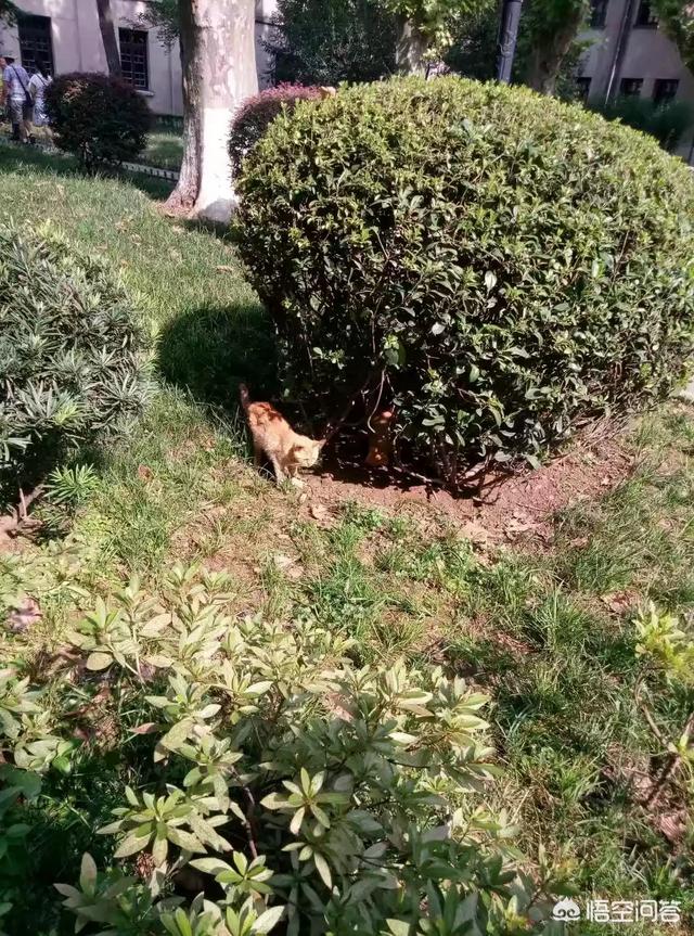 头条问答- 人间传说彼岸花，有多少人见过的？(32个回答)