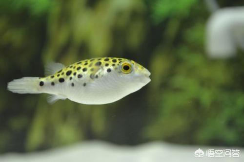 头条问答 潜水艇鱼好养吗 3个回答