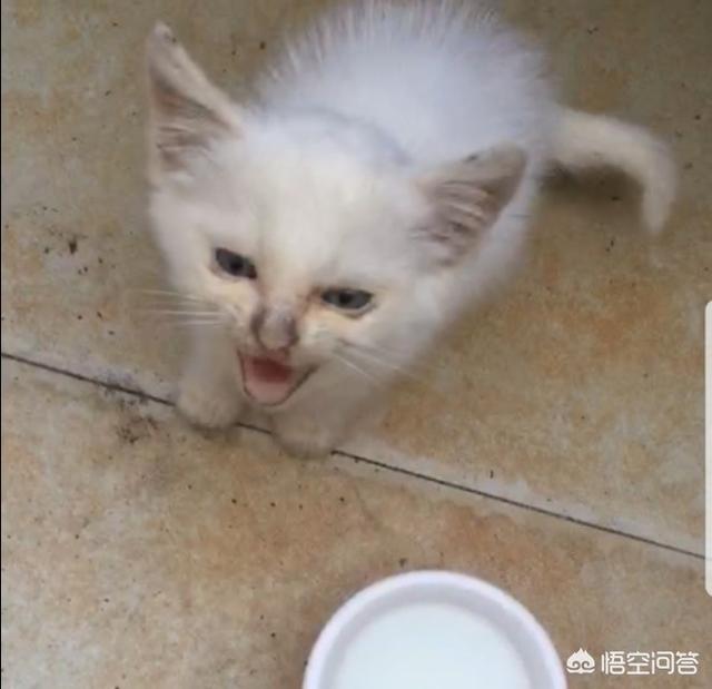 萌萌的猫耳朵猫咪照片:从奶猫到成猫，颜值是如何演变的呢？