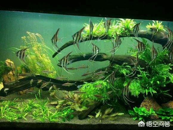 鱼缸鱼类养殖:养鱼过程要如何才能保持鱼缸中的水质良好？