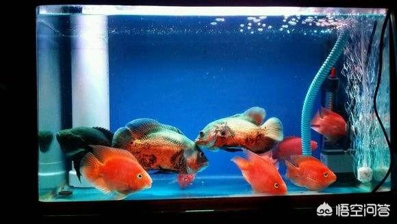 鱼缸鱼类养殖:养鱼过程要如何才能保持鱼缸中的水质良好？