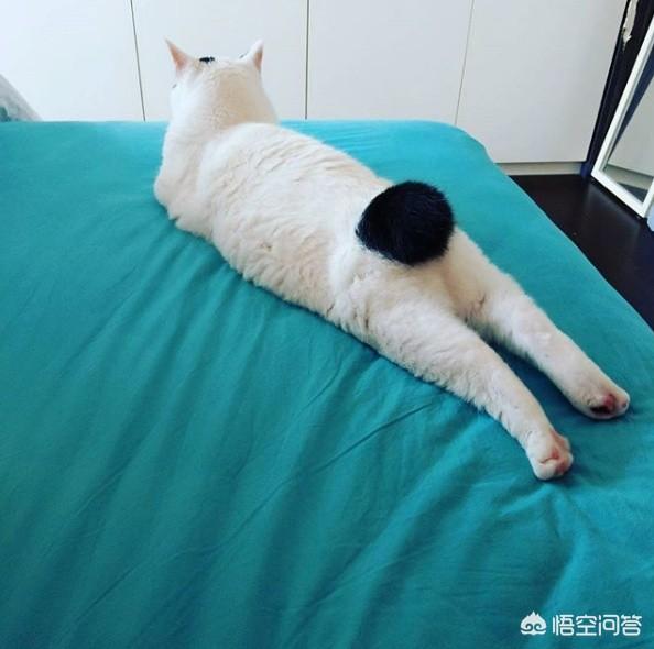 母猫绝育后大小便去猫砂盆吗:母猫做完绝育手术总是待在猫砂盆 怎么改正绝育猫咪的尿床问题？