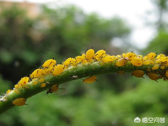 介壳虫图片:危害卫矛叶片的介壳虫是哪种？该如何避免再次危害？