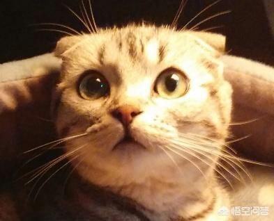 猫咪的腮怎么喂的大一点？
