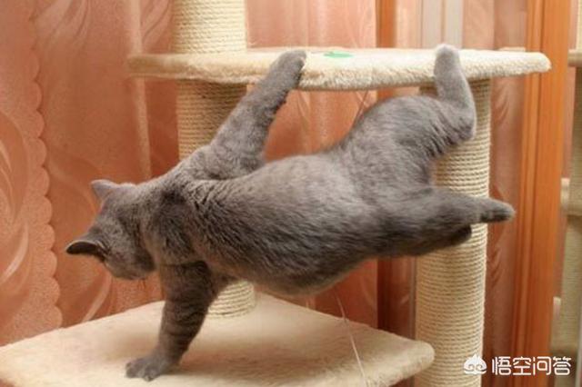 猫怕黄瓜图片gif:哪些东西会让猫咪感觉害怕？