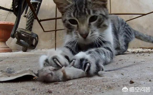 三毛猫公猫国内价格:为何农村猫便宜无人要，而城市猫贵还有市场呢？