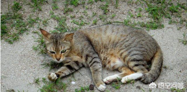 三毛猫公猫国内价格:为何农村猫便宜无人要，而城市猫贵还有市场呢？