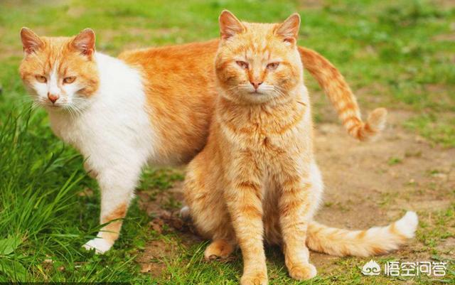 三毛猫公猫国内价格:为何农村猫便宜无人要，而城市猫贵还有市场呢？