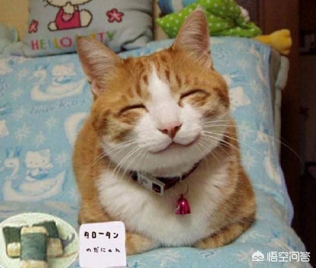三毛猫公猫国内价格:为何农村猫便宜无人要，而城市猫贵还有市场呢？