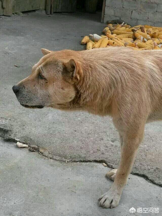 什么样的土狗才是好狗？