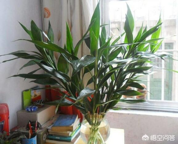 富贵竹图片怎么养:富贵竹怎样养才能生根不黄叶？
