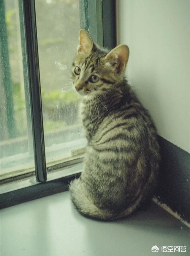济南宠物医院:猫咪1岁了现在做绝育伤害大吗？