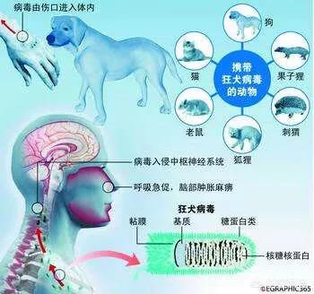 得了猫爪热怎么治:被家养猫抓伤了，要不要打预防针？