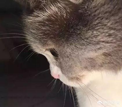 猫得了狂犬病的潜伏期:猫得了狂犬病，放笼子里养到自然死亡可以吗？