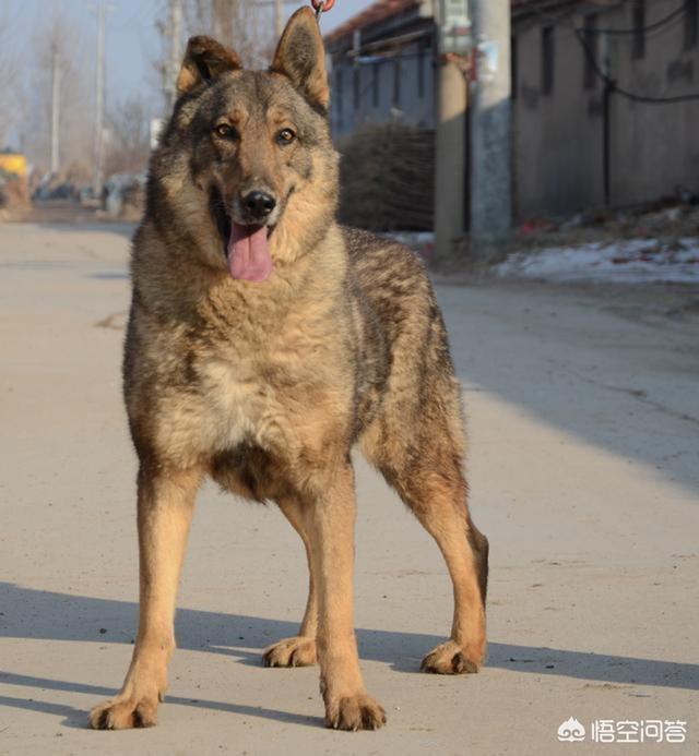 保加利亚牧羊犬知乎:德国牧羊犬，马犬和昆明犬这三种狗的性格各有哪些特点？