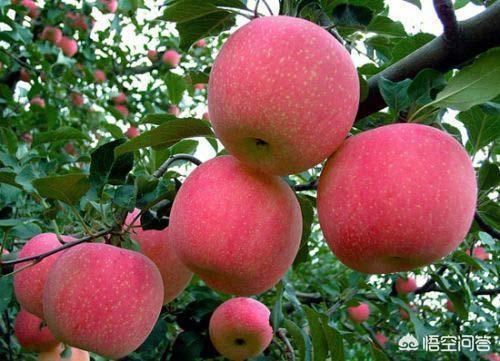 陕西有名的苹果有哪些，山东苹果和陕西苹果有什么差别