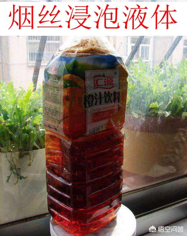 洗衣服能杀死绦虫卵吗:蛋鸡球虫绦虫反复发病，如何安全驱虫拒绝反复？