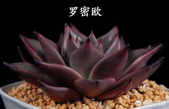 多肉景天科长生草属有哪些植物:目前比较火的景天科多肉有哪些？