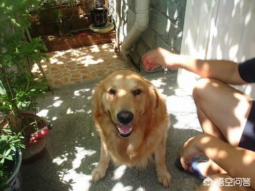 柯利犬可以用拜宠清吗:狗身上长寄生虫，该怎样防治呢？